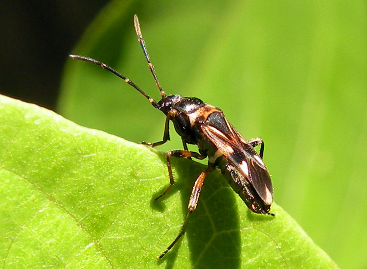 Scolopostethus di Reggio Emilia